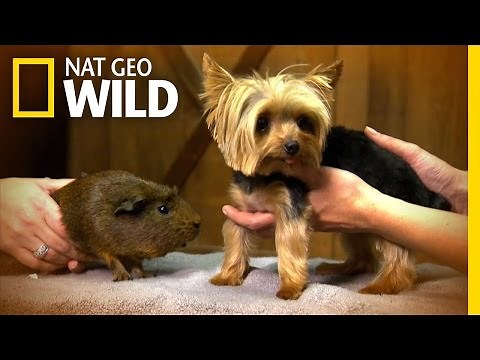 Tiniest Dog - Lucy | World's Smallest Pets
