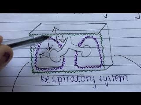 What Is Intrapleural Pressure ? | USMLE STEP 1