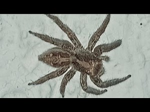 Amazing Jumping Spider Close-Ups fascinating facts and footage