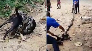 Group of men desperately try to save dog from giant python