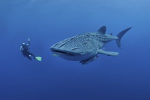 What Is the Biggest Fish in the World?