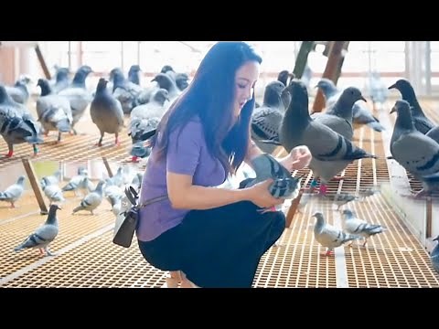 Amazing! Largest Racing Pigeon Loft - Farm