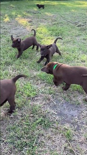 AKC CHOCOLATE LABRADOR RETRIEVER PUPPIES