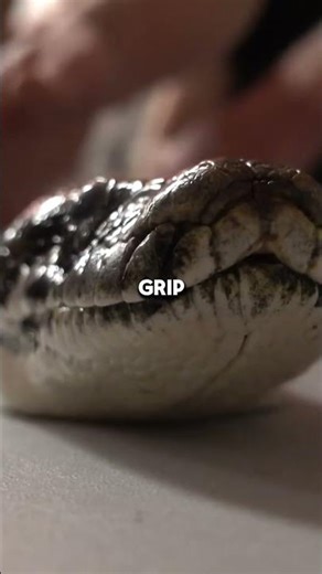 Pythons Don't Just Squeeze! The Real Secret to Constriction 🤯 #python #snakes