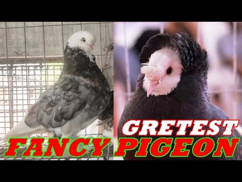 Most Attractive Fancy Pigeon Breeds Of The Worlds