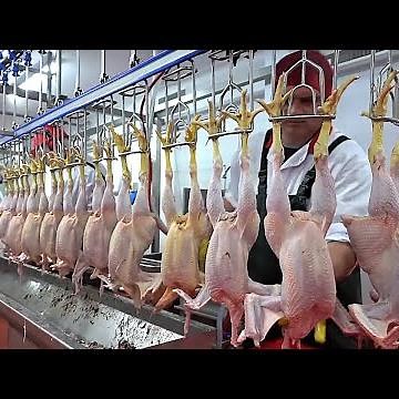 Poultry Processing Revolution: Inside a Cutting-Edge Chicken Factory!