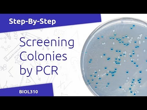 Colony PCR Protocol (BIOL310)