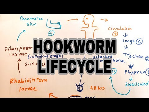 Hookworm infection || Lifecycle of hookworm || easy explaination