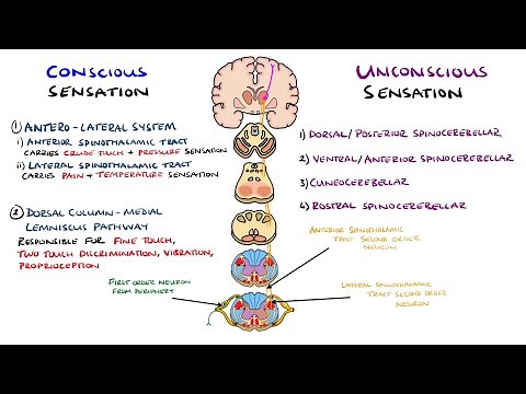 Spinothalamic Tract and Dorsal Column Medial Lemniscus Pathway | Ascending Tracts of the Spinal Cord