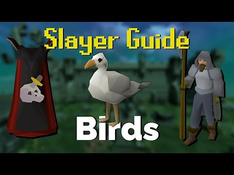 Bird Slayer Quick Guide OSRS