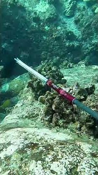 Spearfishing Dos and Don'ts on the Big Island of Hawaii - What to do if the Fish is too Close