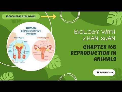 IGCSE Biology - Chapter 16 | Reproduction in Humans