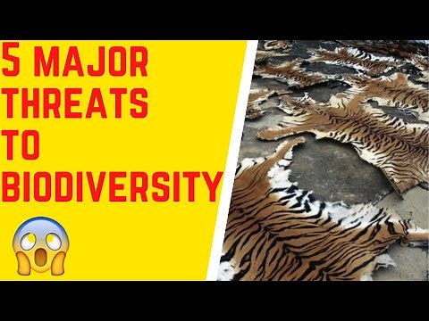 The Top 5 Major Threats to Biodiversity