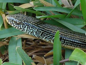 Glass Lizard