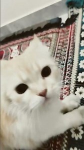 cat funny video #cats #viral #shorts