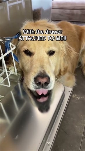 The dishwasher is a punk a$$ bitch 😂 #truestory #funnydog #dishwasher #funnydogvideos #dogvideos