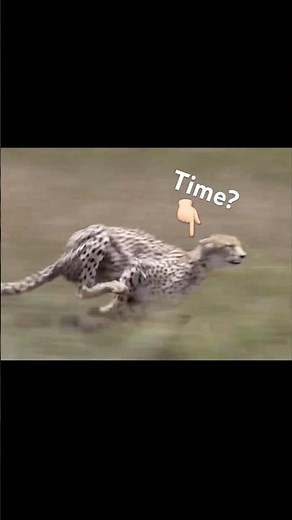 How Long Can a Cheetah Run at Full Speed? 😳🐆