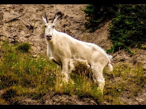 Mountain Goat Demonstrates Amazing Climbing Skills in Rocky Mountains