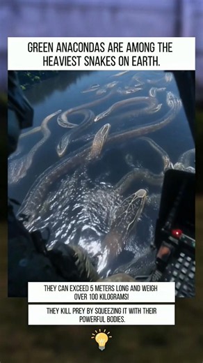 🐍 The Giant Snake That Can Weigh Over 100 KG!
