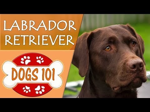 Dogs 101 - LABRADOR RETRIEVER - Top Dog Facts About LAB Breeds
