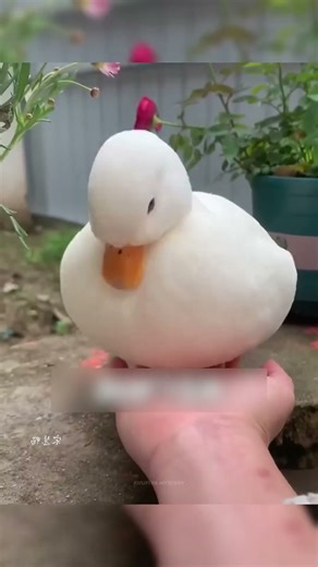 The Shocking Truth About Call Ducks!