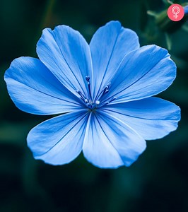 Blue Flowers: 26 Stunning Varieties And Growing Tips