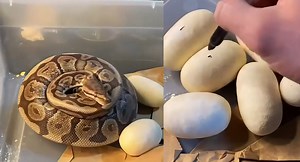 Let's hatch baby ball pythons!