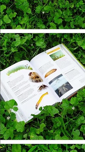 The Complete Insect: Anatomy, Physiology, Evolution, and Ecology