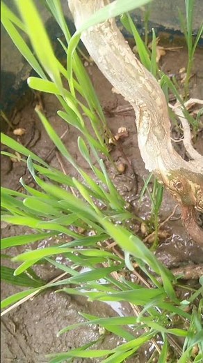 Wheat Seed Germination: Step-by-Step Guide for Successful Growth