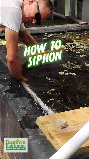 How To Siphon 💦 Water Changes Made Easy
