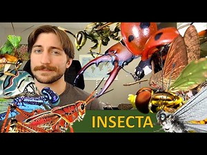 Insecta: The Insects - Class Spotlight
