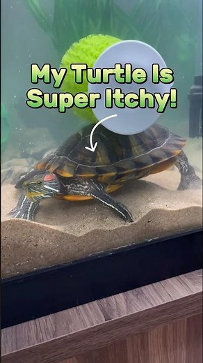 Why Do Turtles Scratch Their Shells? Watch this!! #petturtle #turtletank #reptiles