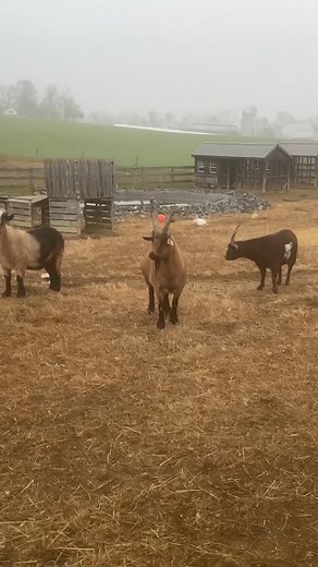 8.8K views · 326 reactions | Come tour the farm with me! And I’m giving away some Speranza swag! DONATE HERE  https://www.extragive.org/organization/speranza-animal-rescue-b8e93c37-554e-4d99-a658-f51f879b093c?brid=Qgg_cTWm17cO-QLIqzpxlA #extragive #igiveextra | Speranza Animal Rescue | Facebook