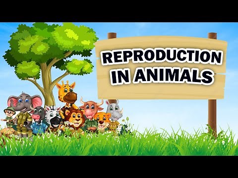 Reproduction in Animals | Class 8 | Science | NCERT | CBSE Board | Home Revise