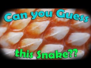 How Quickly can you Identify Snakes?? [GAME]
