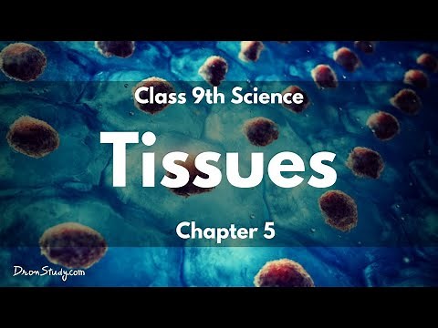 Tissues | CBSE Class 9 Science - Free Education