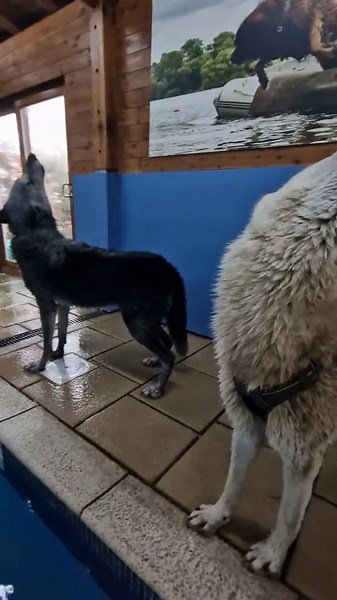 Howling with my wolves: A moment of pure connection