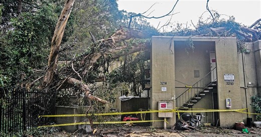 Large eucalyptus tree falls on Oakland apartment building