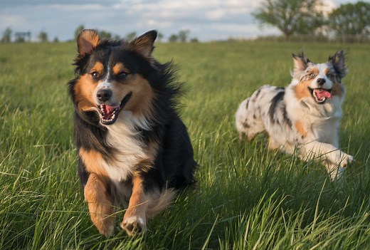 Learn About the Smart and Hardworking Australian Shepherd Dog