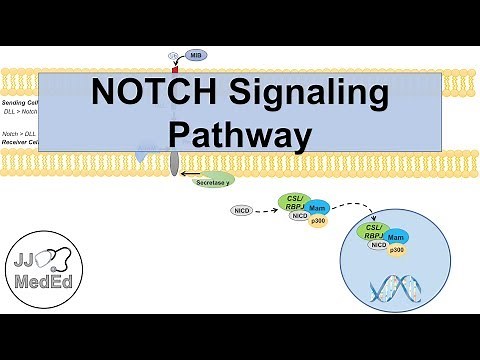 Notch Signaling Pathway | Purpose and Mechanism