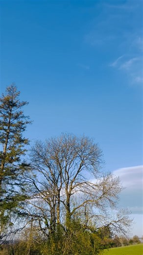 22K views · 320 reactions | Beautiful Spring morning  #springtime #morning #sunnyday | Alma in England | Facebook