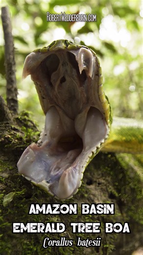 🐍😲 Unbelievable Slowmo Footage of Amazon Basin Emerald Tree Boa Yawning! 😲🐍 #snakes #wildlife #nature | Robert Wedderburn Productions