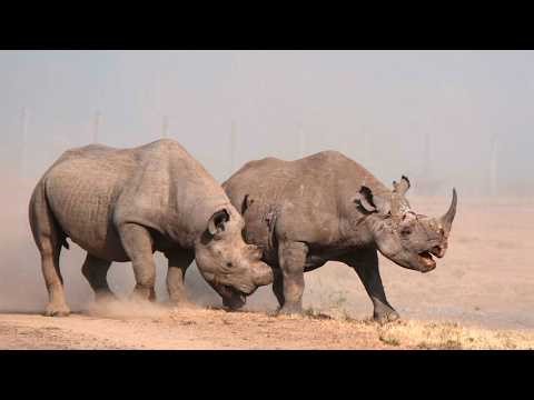 НОСОРОГ В ЯРОСТИ! Когда древняя сила выходит из-под контроля!