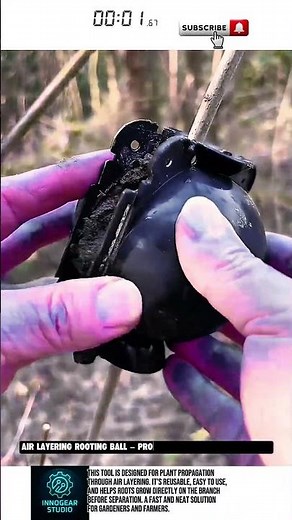 Air Layering Rooting Ball – Propagate Plants the Easy Way!