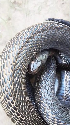 What is the name of this black snake?