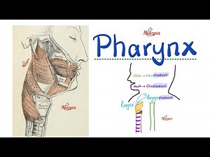 Anatomy of the Pharynx - Pharyngeal Muscles - Anatomy of the Head and Neck