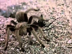 Wasp Vs Tarantula