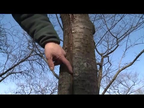 Extreme temperature fluctuation causes tree cracking