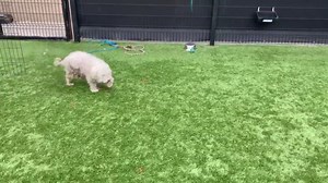 3.4K views · 104 reactions | Tustin, CA ~ Animal ID #A1759959 Orange...