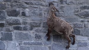 Watch These Amazing Alpine Goats Scale a Near-Vertical Dam